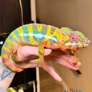 Ozzy from The Chameleon Collective