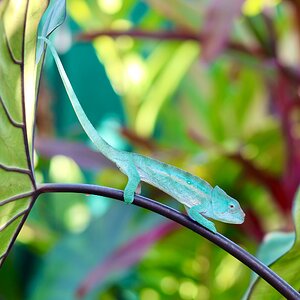 Captive bred Calumma globifer
