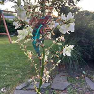 Yucca climb