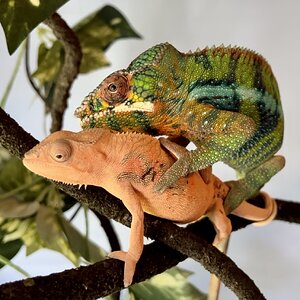 Mating Time