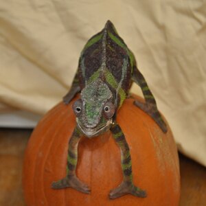 Happy fall!