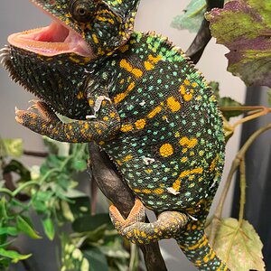 Gorgeous colors