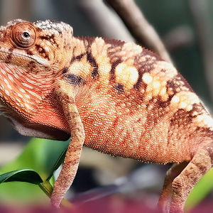 Peachy doesn't like the camera