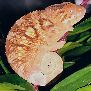 Shrimpin Ain't Easy