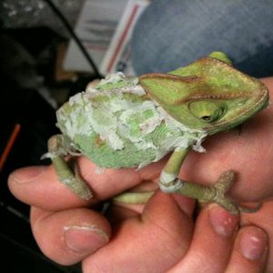 "cheekey" (chiquitita) is shedding