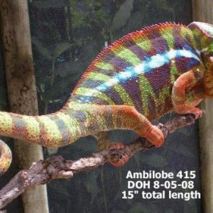Hefner - Chameleon Company Ambilobe Male