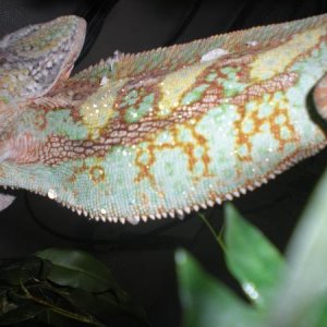 He dosent like the camera