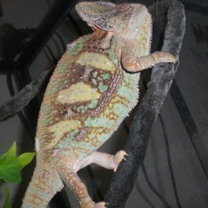 What a cool cham