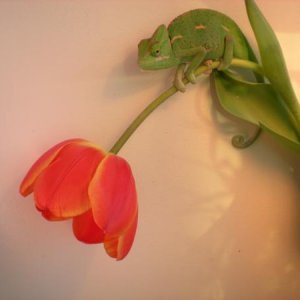 she broke all my tulips by doing this... what a fat ass