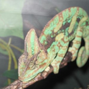 herbert 1