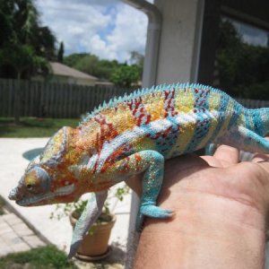 This is Napoleon