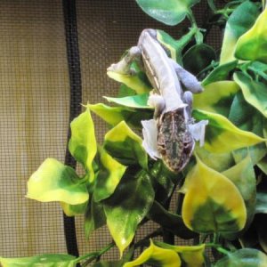 shedding!!