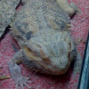 Male bearded dragon over 13 years old