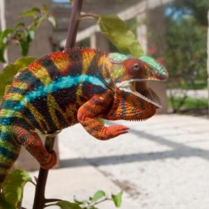 Hefner - CB Ambilobe Male