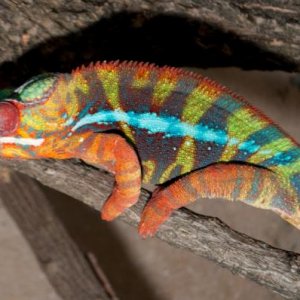 Hefner - CB Ambilobe Male