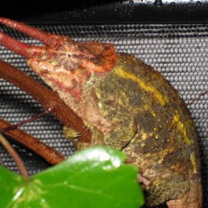LG Werneri Male