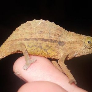 malepyg
