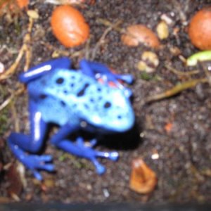 IMG 2005frog 1