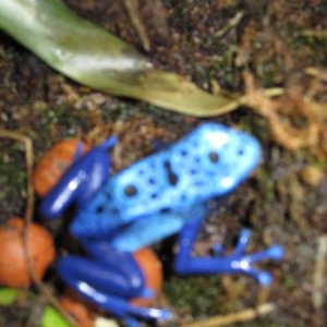 IMG 2007frog 3