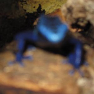 IMG 2010frog 4