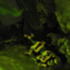IMG 2008 frog  BB