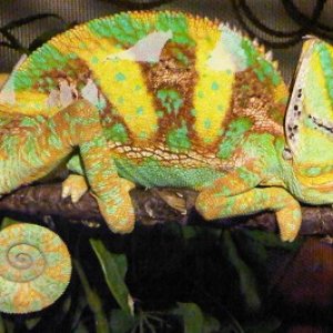 Hulk - 1 yr old Male Veiled Chameleon