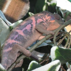 Violet - 1 yr old Female Ambilobe Panther Chameleon