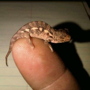 1 month old Female Panther Chameleon