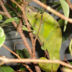 WC Male T. Montium