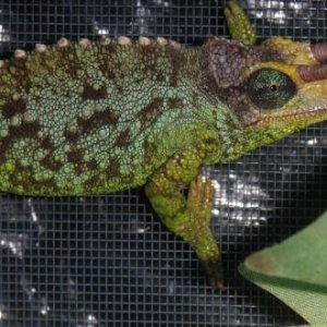 WC T. Jacksonii Merumontanus