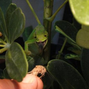 WC Female T. Montium (mother of my hatch-ling Montium)