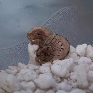 newborn