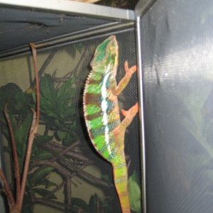 WCAmbilobe61710
Male 1