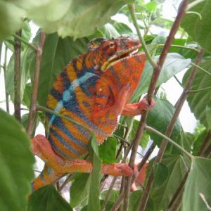 WC Ambilobe male