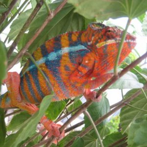 Flynt WC male ambilobe