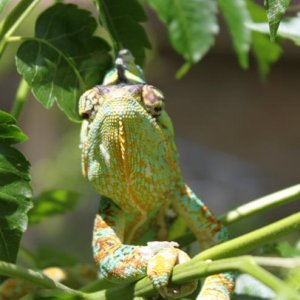 George - my first cham...and a total jerk