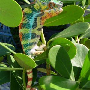 Gambit / Sambava Breeder