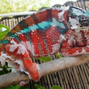 Gator shedding