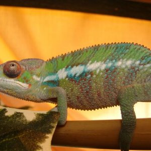 Machu 5 1/2 mths