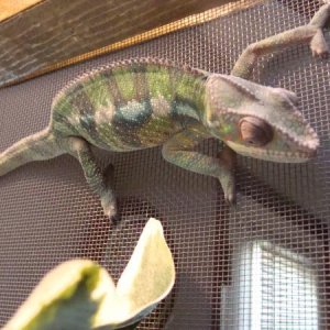 Machu 6 1/2 mths this pic was taken the day he shed.
