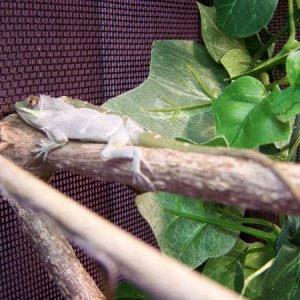Dulce shedding    0506