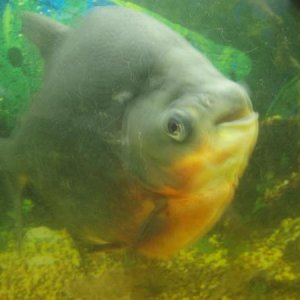 Paco the red bellied Pacu