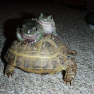 Speedy, Samwise&Gimli just truckin.