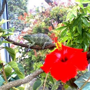 hibiscus flower