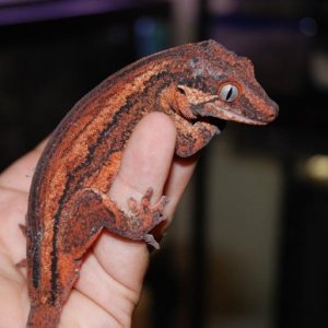 Female