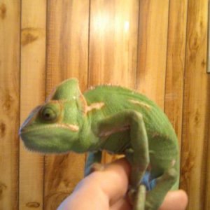ruru poo