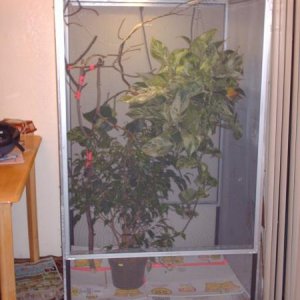 "Jamckson" my Girlfriends Panther Cham Cage that i just got done building her :)