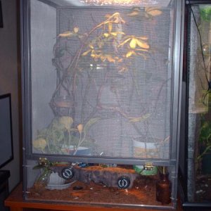 Lizzie in a cage i built her :)