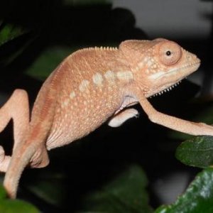 Female Cham 07 24 002