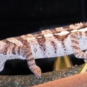 Panther 06 26 2010 017